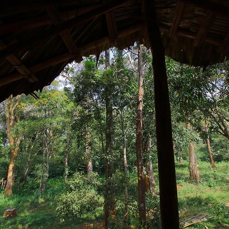 Tall Trees - Modern Forest Villa In Wayanad スルタン・バザリー エクステリア 写真