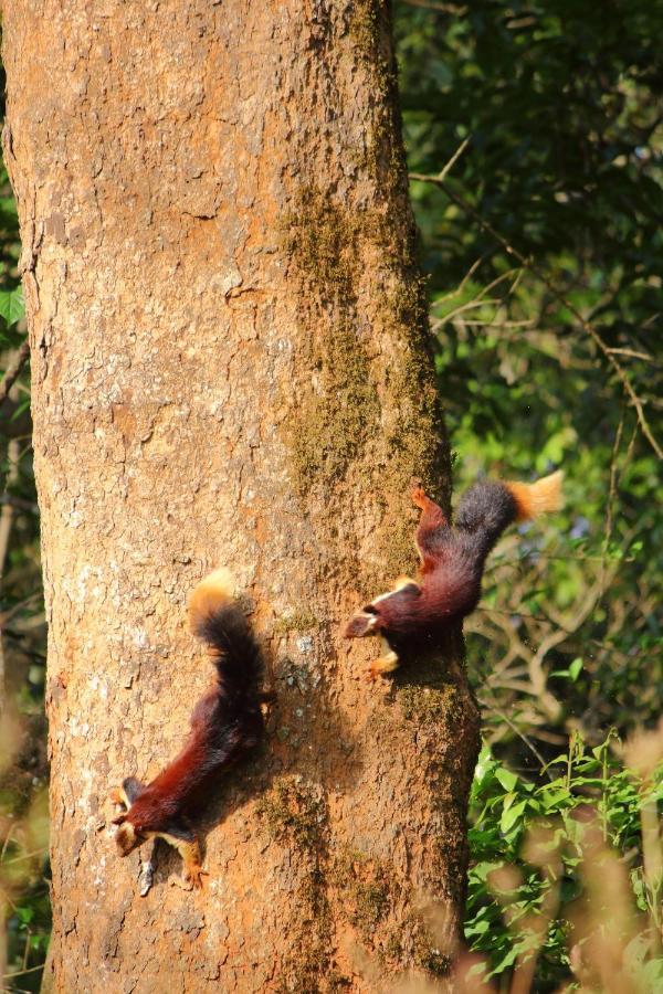 Tall Trees - Modern Forest Villa In Wayanad スルタン・バザリー エクステリア 写真