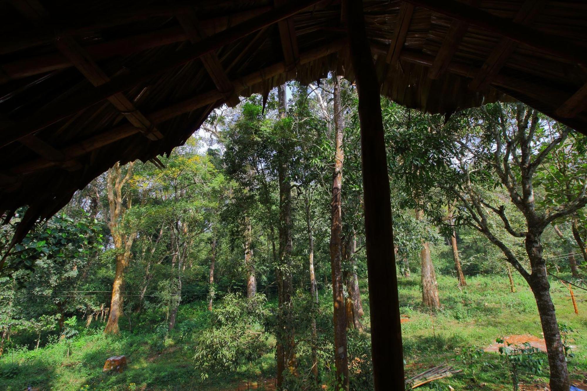 Tall Trees - Modern Forest Villa In Wayanad スルタン・バザリー エクステリア 写真